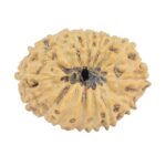 16 Mukhi Rudraksha 20.7mm 1.39gm - Rudraksha back