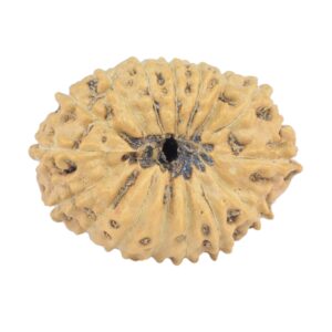 16 Mukhi Rudraksha 20.7mm 1.39gm - Rudraksha back