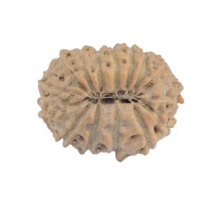 15 Mukhi Rudraksha 17.1mm 1.3gm - Rudraksha back