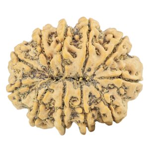 11 Mukhi Rudraksha 30.1mm 6.1gm - Rudraksha back