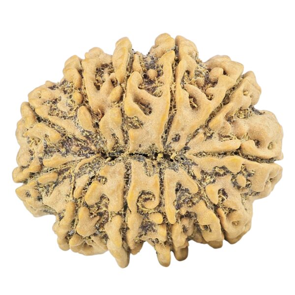11 Mukhi Rudraksha 30.1mm 6.1gm - Rudraksha back