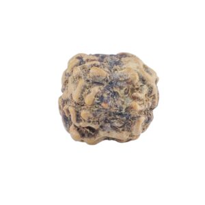 2 Mukhi Rudraksha 21.5mm 1.28gm - Rudraksha back