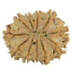 11 Mukhi Rudraksha 23.5mm 3gm - Rudraksha back