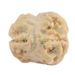 2 Mukhi Rudraksha 22.9mm 2.29gm - Rudraksha back