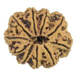 10 Mukhi Rudraksha 36mm 8.49gm - Rudraksha back