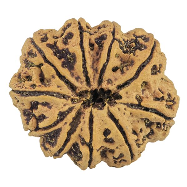 10 Mukhi Rudraksha 36mm 8.49gm - Rudraksha back
