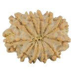 11 Mukhi Rudraksha 21.9mm 2.29gm - Rudraksha back