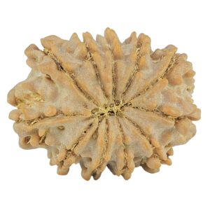 11 Mukhi Rudraksha 21.9mm 2.29gm - Rudraksha back