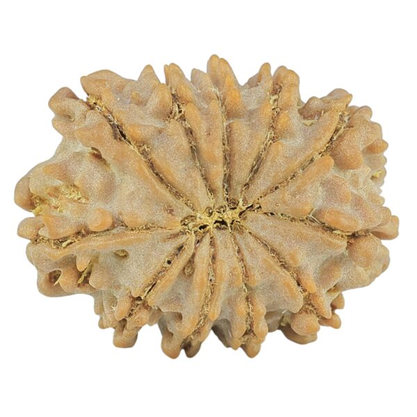11 Mukhi Rudraksha 21.9mm 2.29gm - Rudraksha back