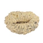 18 Mukhi Rudraksha 17.7mm 0.75gm - Rudraksha back