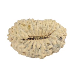 18 Mukhi Rudraksha 17.7mm 0.75gm - Rudraksha back