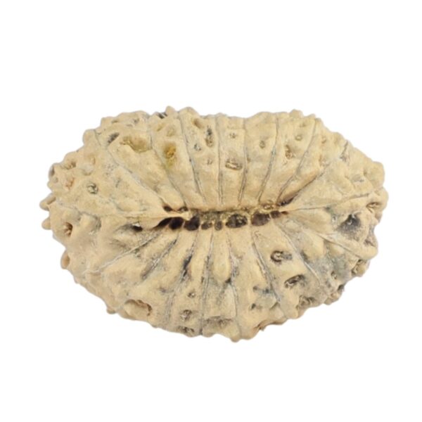 18 Mukhi Rudraksha 17.7mm 0.75gm - Rudraksha back
