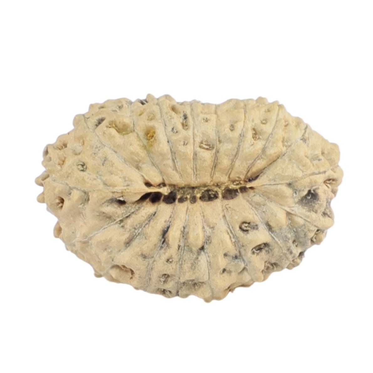 18 Mukhi Rudraksha 17.7mm 0.75gm - Rudraksha back