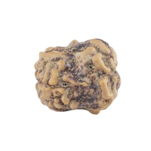 2 Mukhi Rudraksha 21.1mm 1.57gm - Origin: Nepal - Rudraksha back