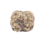 2 Mukhi Rudraksha 22.2mm 1.77gm - Rudraksha back