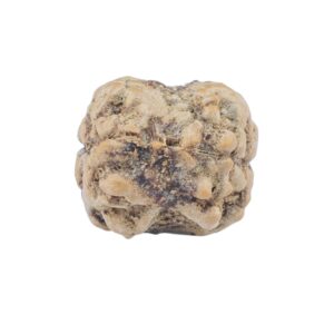 2 Mukhi Rudraksha 22.2mm 1.77gm - Rudraksha back