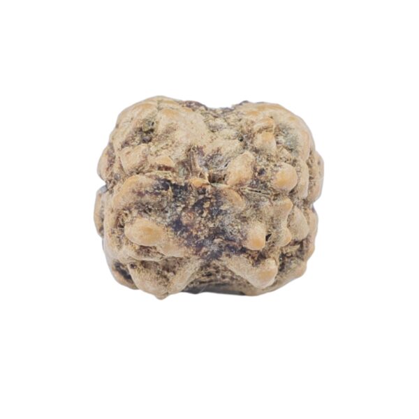 2 Mukhi Rudraksha 22.2mm 1.77gm - Rudraksha back