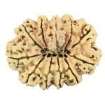 11 Mukhi Ganesh 35.8mm 5.58gm - Rudraksha back