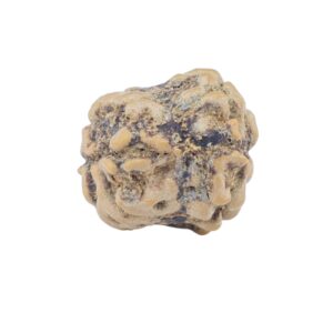 2 Mukhi Rudraksha 21.9mm 1.66gm - Rudraksha back