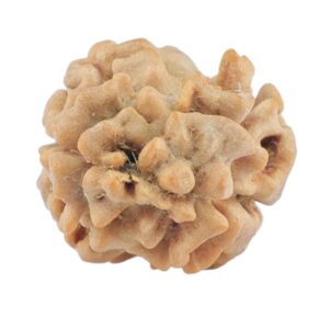 2 Mukhi Rudraksha 19.5mm 1.25gm - Rudraksha back