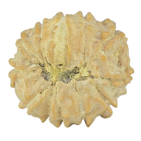 12 Mukhi Rudraksha 17.4mm 1.77gm - Rudraksha back