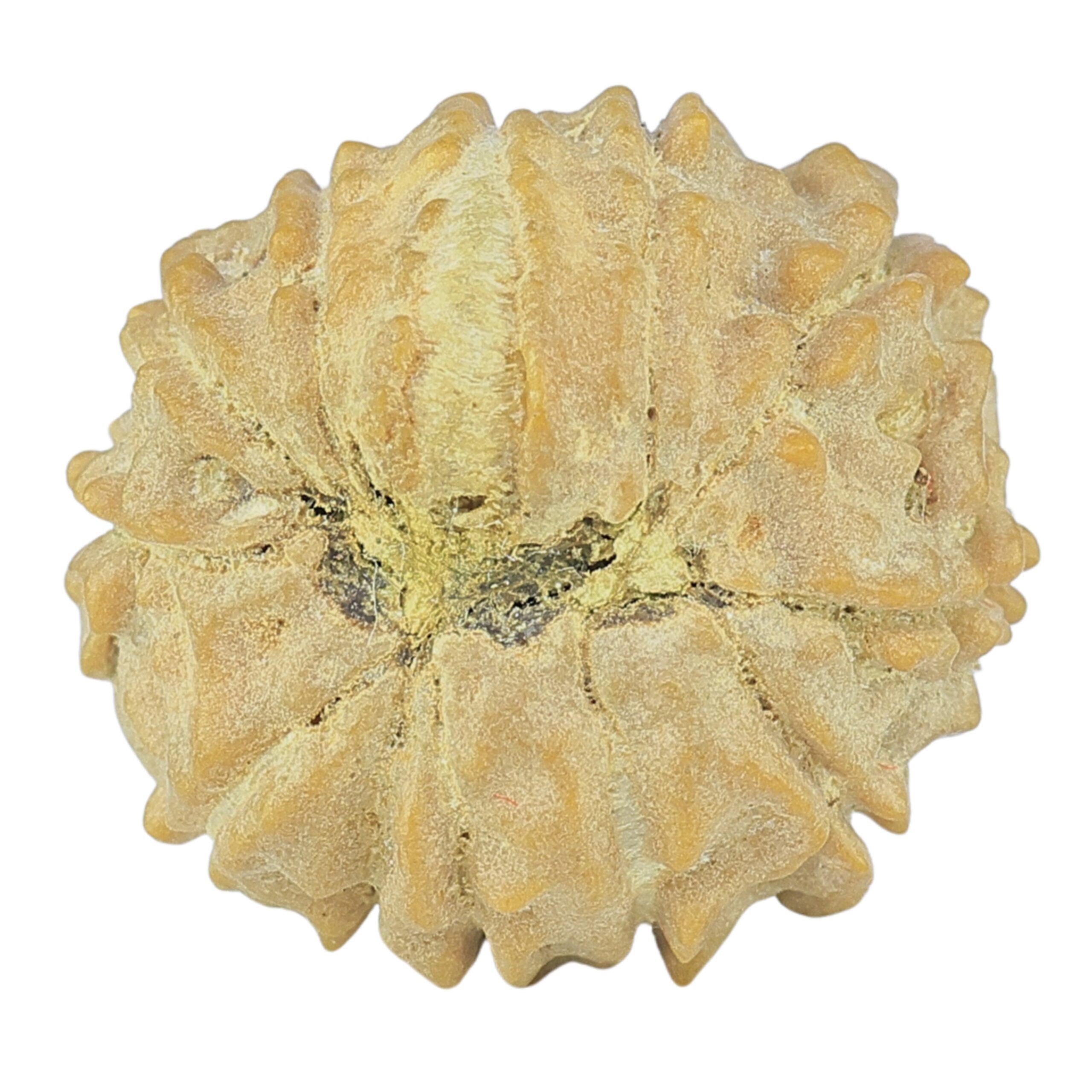 12 Mukhi Rudraksha 17.4mm 1.77gm - Rudraksha back