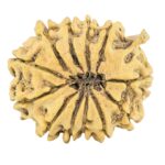 12 Mukhi Ganesh 25.1mm 3gm - Rudraksha back