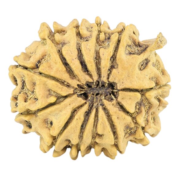 12 Mukhi Ganesh 25.1mm 3gm - Rudraksha back