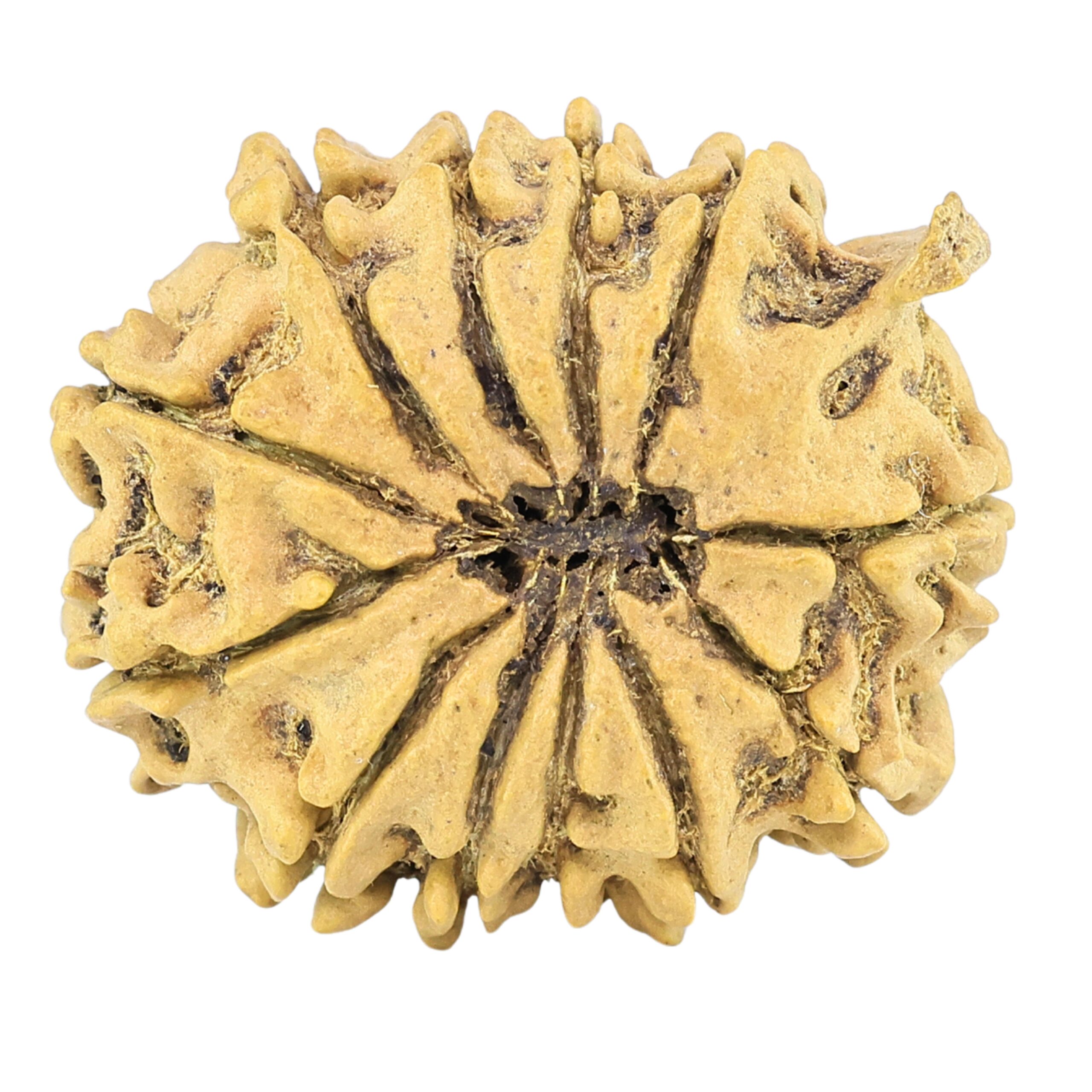 12 Mukhi Ganesh 25.1mm 3gm - Rudraksha back