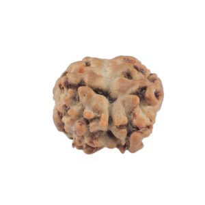 2 Mukhi Rudraksha 20.2mm 1.74gm - Rudraksha back