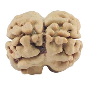 2 Mukhi Rudraksha 20.9mm 1.94gm - Rudraksha back