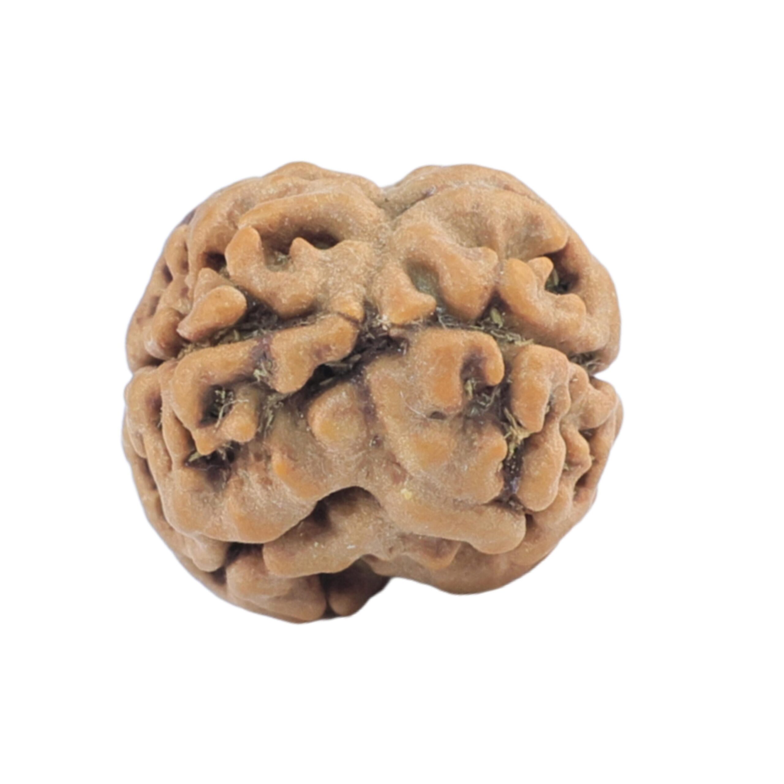 2 Mukhi Rudraksha 17.5mm 1.11gm - Rudraksha back