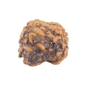 2 Mukhi Rudraksha 19.9mm 1.33gm - Rudraksha back