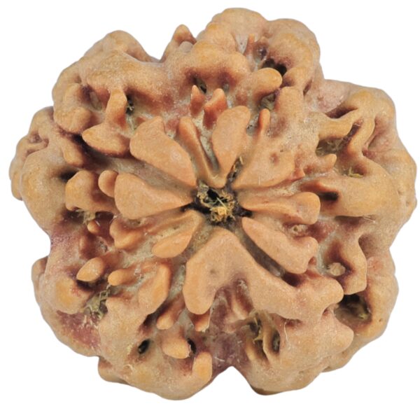 1MK(Underdeveloped) 22.6mm 4gm - Rudraksha back