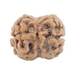2 Mukhi Rudraksha 24.6mm 2.26gm - Rudraksha back
