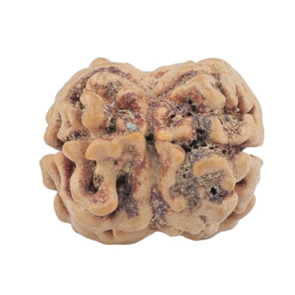 2 Mukhi Rudraksha 24.6mm 2.26gm - Rudraksha back