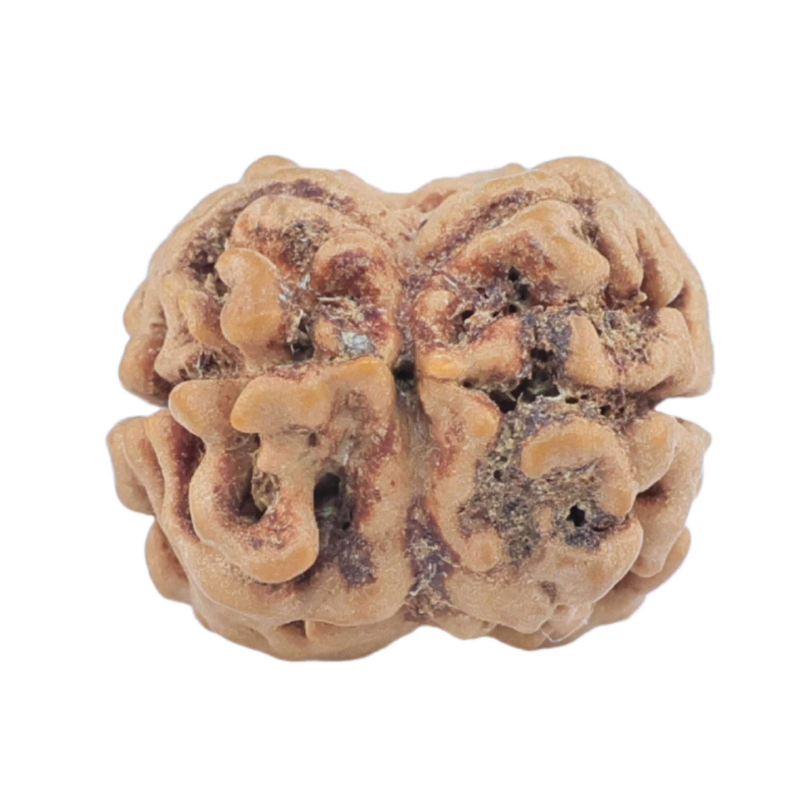 2 Mukhi Rudraksha 24.6mm 2.26gm - Rudraksha back
