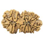 15 Mukhi Gaurishankar 33.9mm 5.18gm - Rudraksha back