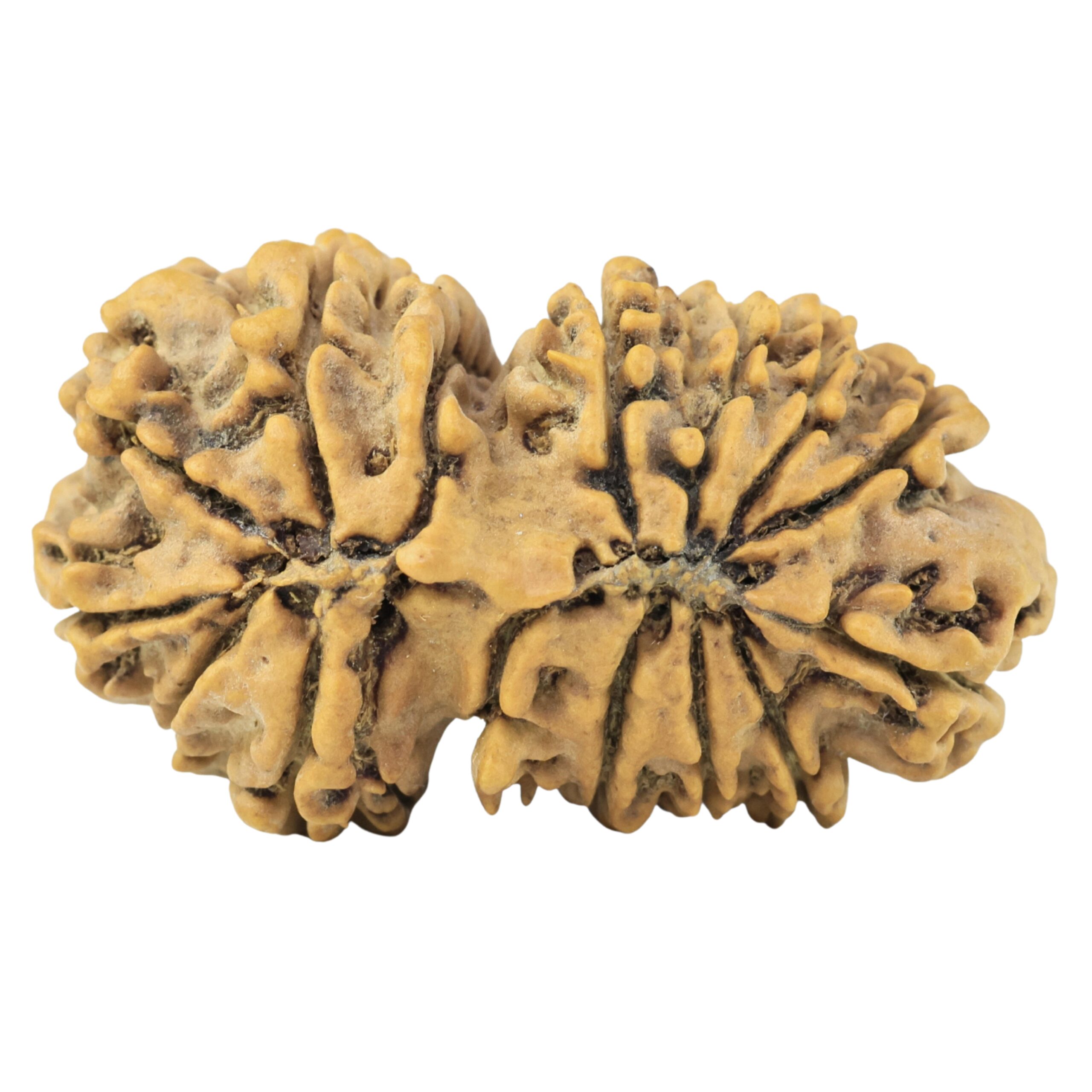 15 Mukhi Gaurishankar 33.9mm 5.18gm - Rudraksha back
