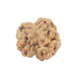 2 Mukhi Rudraksha 22.3mm 1.76gm - Rudraksha back