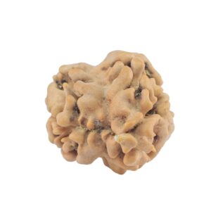 2 Mukhi Rudraksha 22.3mm 1.76gm - Rudraksha back