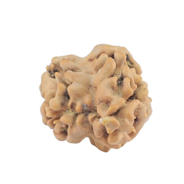 2 Mukhi Rudraksha 22.3mm 1.76gm - Rudraksha back