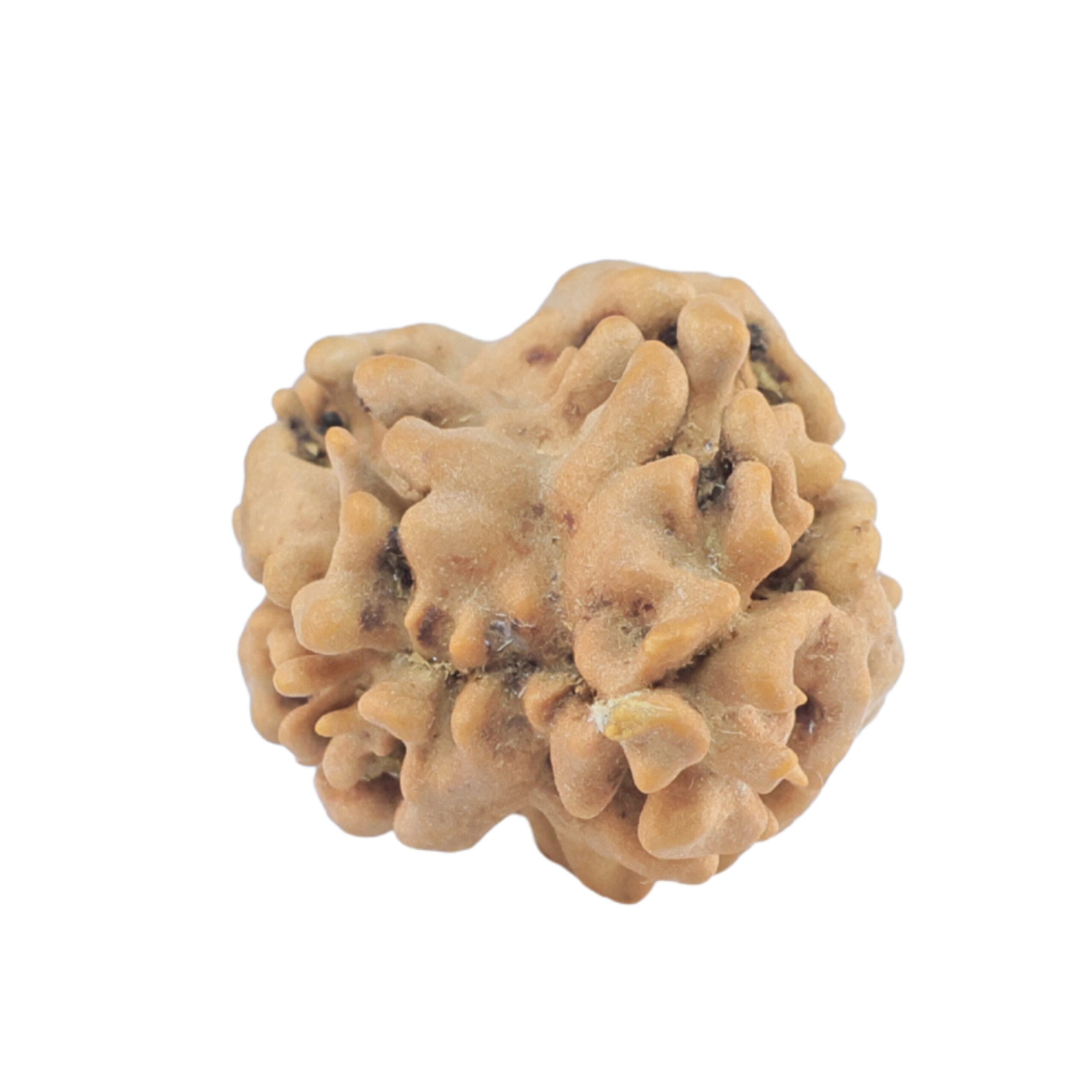 2 Mukhi Rudraksha 22.3mm 1.76gm - Rudraksha back