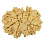 11 Mukhi Rudraksha 26.5mm 4gm - Rudraksha back