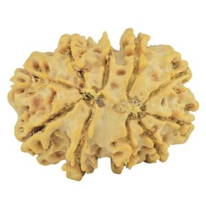 11 Mukhi Rudraksha 26.5mm 4gm - Rudraksha back