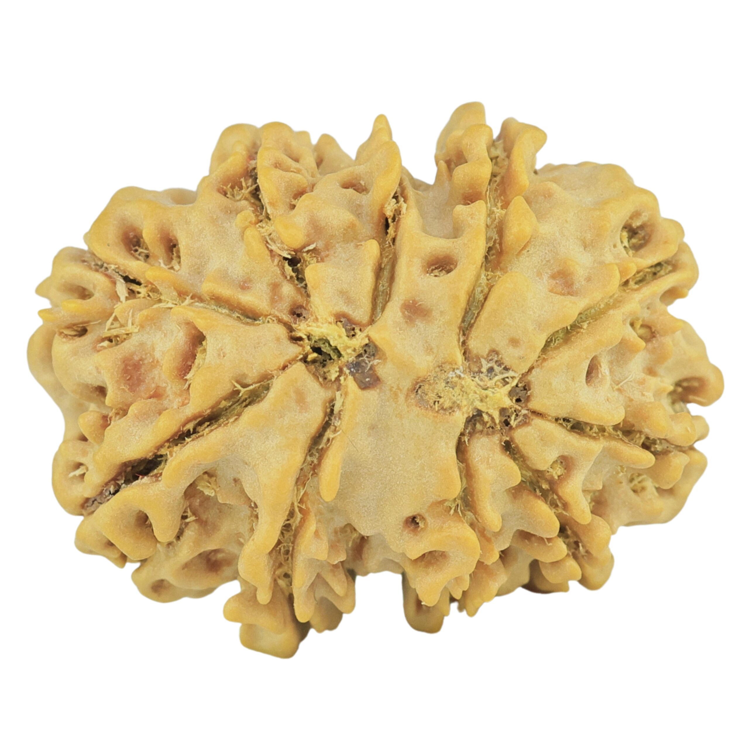 11 Mukhi Rudraksha 26.5mm 4gm - Rudraksha back