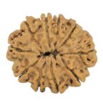10 Mukhi Rudraksha 28.4mm 5.58gm - Rudraksha back