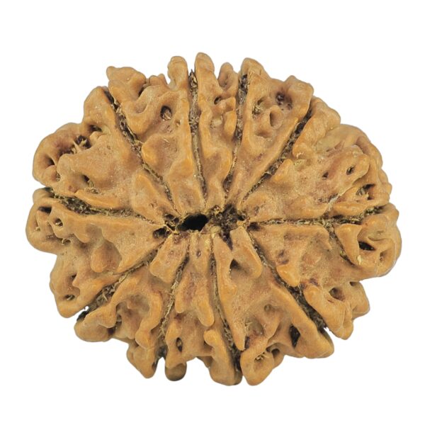 10 Mukhi Rudraksha 28.4mm 5.58gm - Rudraksha back