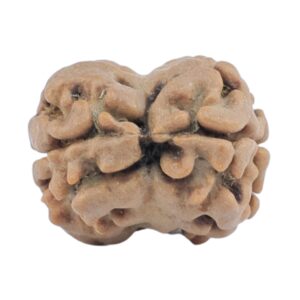 2 Mukhi Rudraksha 18.8mm 1.61gm - Rudraksha back