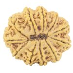 11 Mukhi Rudraksha 33.7mm 8.26gm - Rudraksha back